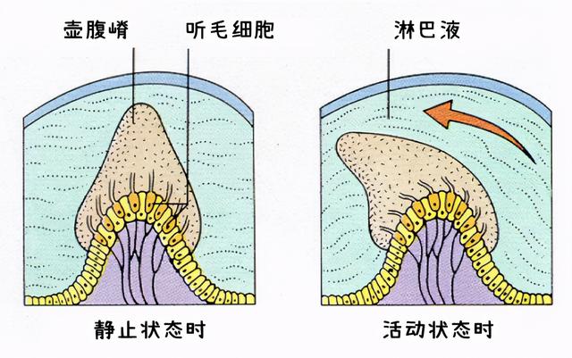 什么是前庭觉敏感，感统科普前庭觉系列