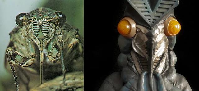 蝉一共有几种种类，青岛当地叫“截流”。主要有三种