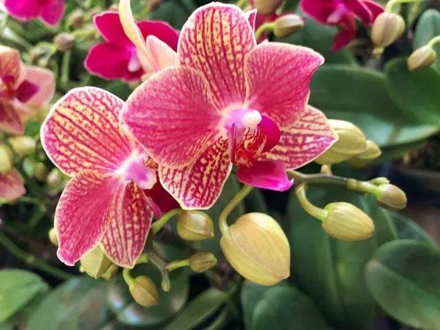 君子兰怎么浇水，君子兰正确浇水原则（这才是最正确的方法）