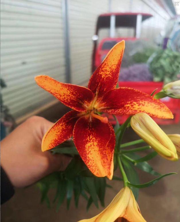 麝香百合开花后的养护，百合花期后的养护方法