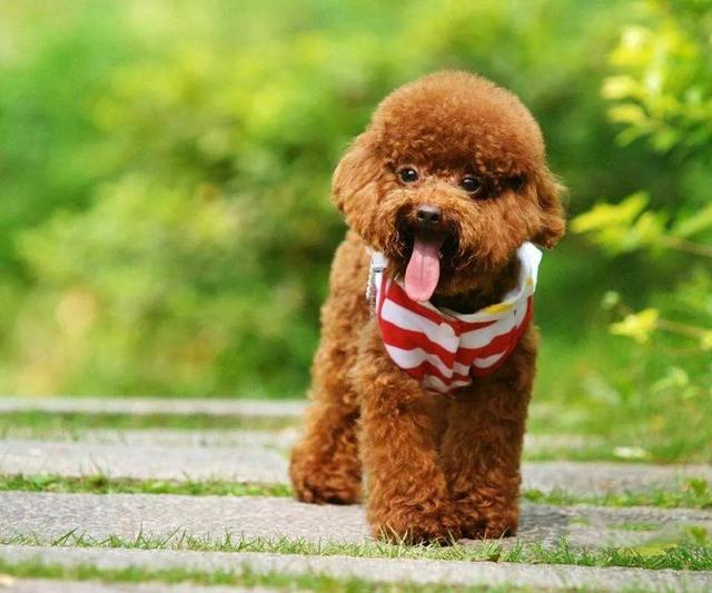 泰迪小时候图片，怎么在小时候区分比熊与泰迪（养猪高手当主人的后果）