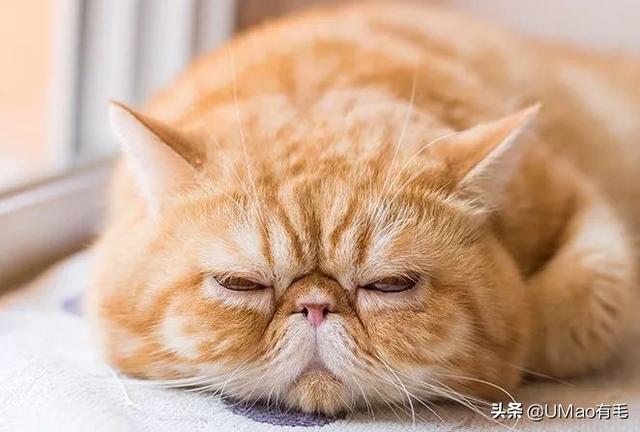 飞机托运猫咪流程，需要办理什么手续