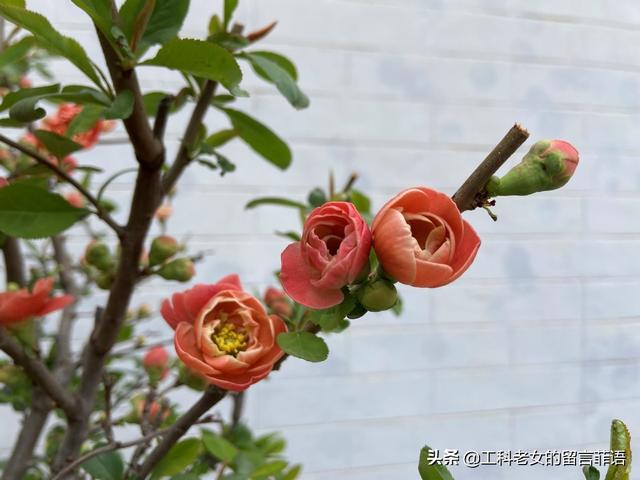 海棠哪个品种最好看，原来海棠有这么多品种