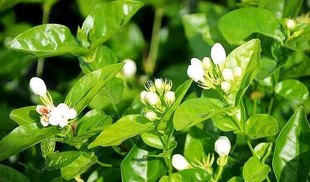 茉莉花的正确修剪方法，茉莉花想修剪抓住