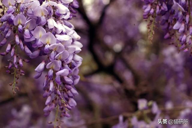 养猫可以养什么花，养猫需要买什么花