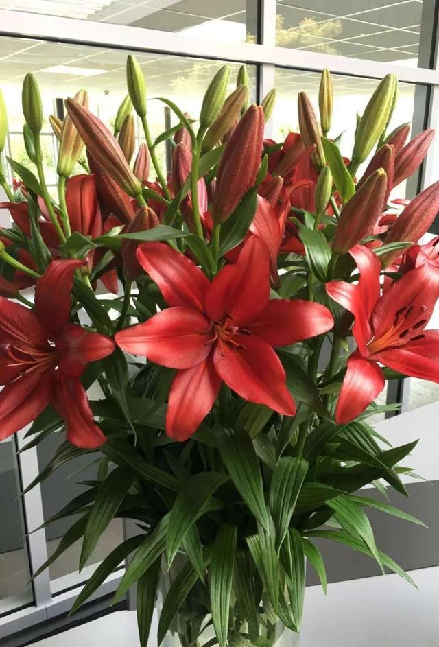 麝香百合开花后的养护，百合花期后的养护方法