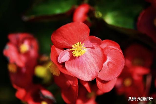 养猫可以养什么花，养猫需要买什么花