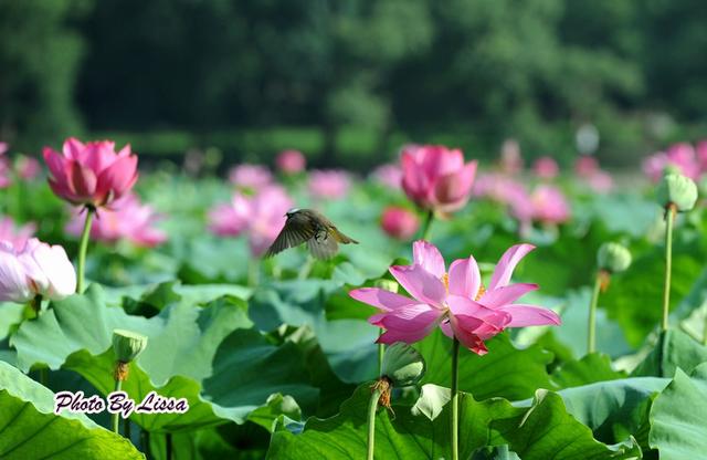 新鲜的莲子有哪些做法，这几款莲子食疗方可以常吃