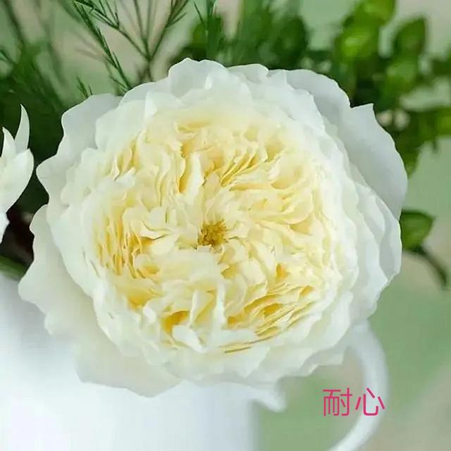 奥斯汀月季哪种最经典，香味浓郁还好养活。香味控别错过