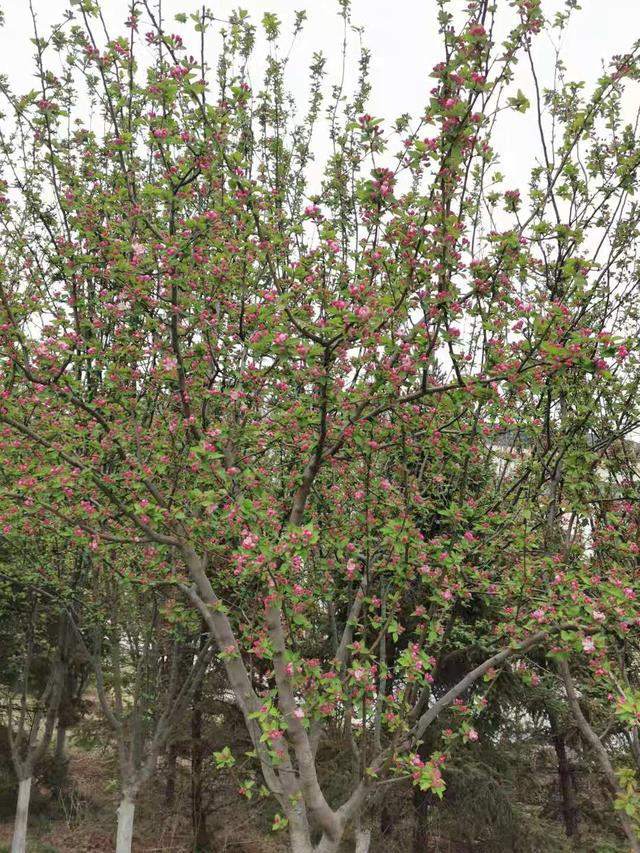 清明适合赏花的地方，纷纷春雨过后是最美人间四月天