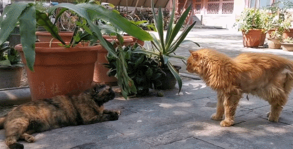 故宫最胆小御猫，我们只是惊呼是不够的