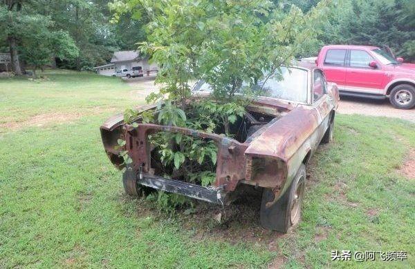 福特野马谢尔比，国内野马谢尔比gt500声浪炸街（史上最强野马——谢尔比GT500）