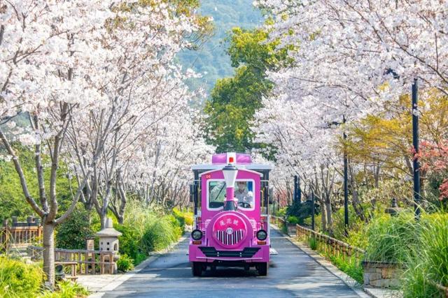 拈花湾攻略必去景点，1600亩拈花湾樱花海