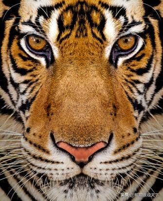 介绍一下老虎百兽之王，百兽之王是老虎还是狮子