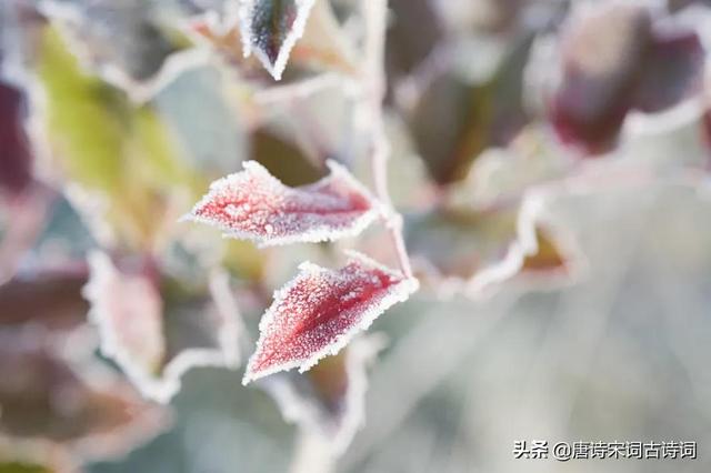千山鸟飞绝全诗，12句冬雪诗词