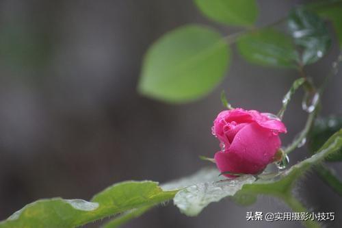 记住以下这几个微距小窍门，教你拍微距