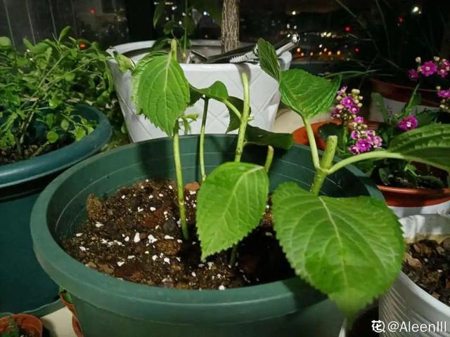 养花换个方法长得更旺，养花小技巧让你从新手到高手