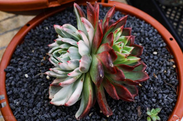 多肉植物的特点，多肉植物的特点和养护方法（多肉植物有5种表现）