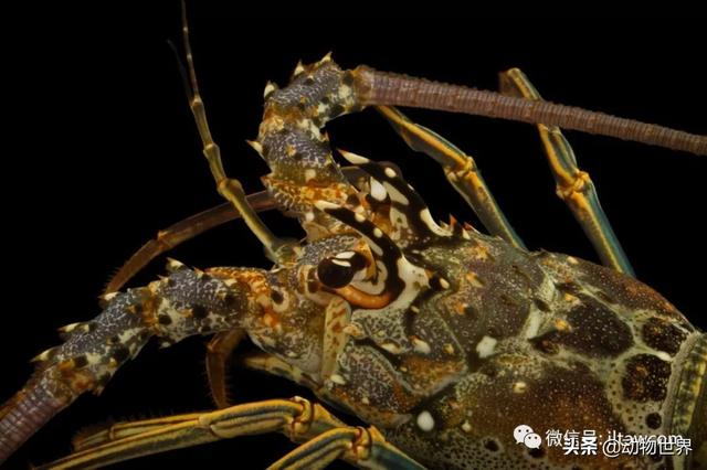 澳洲花斑龙虾，没有大螯的龙虾-眼斑龙虾