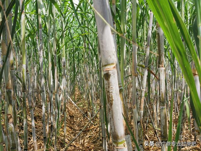 小伙带你看四种品种的甘蔗，黄皮甘蔗和黑皮甘蔗哪个长得高