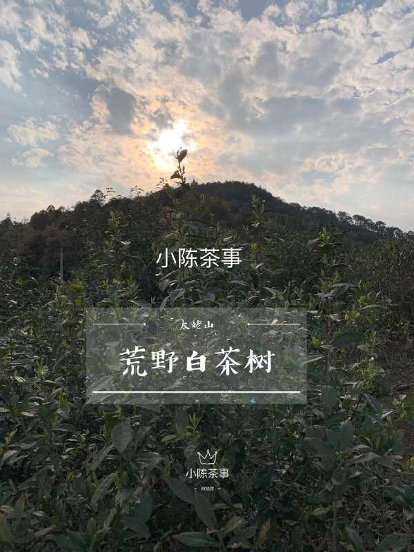 明前茶和雨前茶的区别，什么是明前茶什么是雨前茶（明前茶和雨前茶有什么区别）