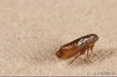 4种常见的可怕昆虫，世界上最毒的十大昆虫