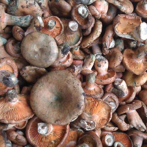 常见的十种食用菌，分享几种可以食用的菌