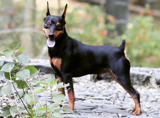 最适合家庭养的小型犬非常好养，盘点十种优秀的家庭犬种