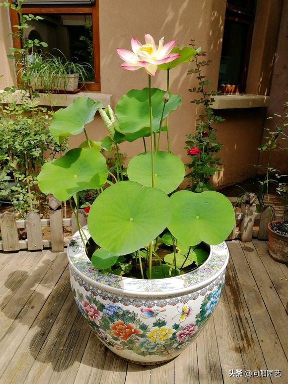 各国的国花是哪些花卉，几个国家的国花，哪个最好看