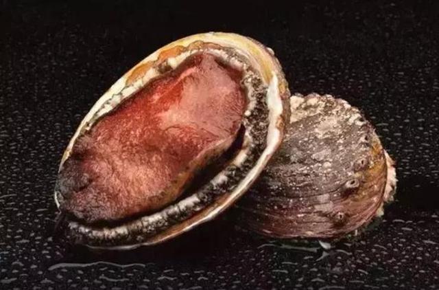 20种鲍鱼种类，世界鲍鱼品种大全