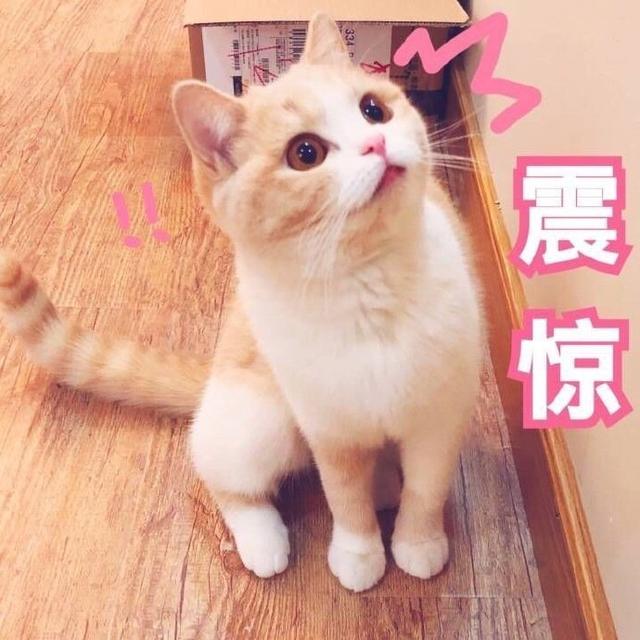 猫咪表情包大全图，可爱的猫咪表情包合集