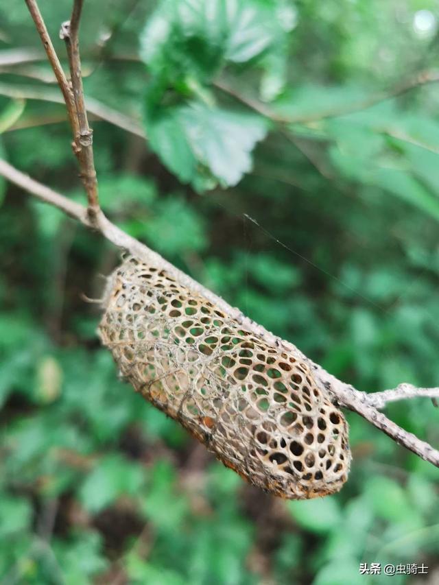 飞蛾跟蝴蝶有什么差别，来来来，我教你一个简单辨认法