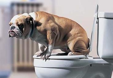 怎样教狗狗定点大小便呢，教狗狗定点大小便方法