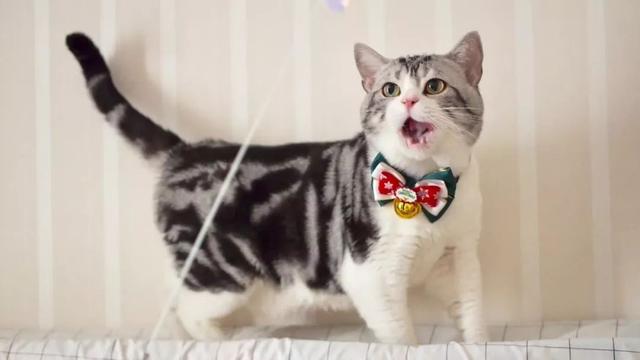 猫咪会抑郁吗有什么表现，辟谣猫都没心没肺