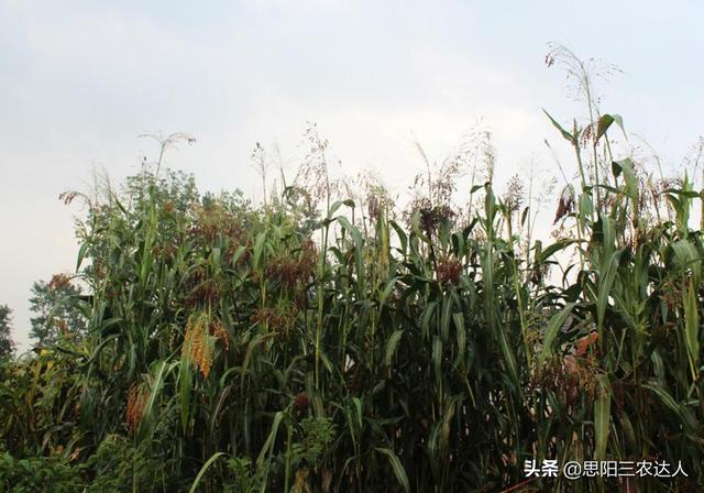 高梁高产栽培技术，高粱怎么种植能高产（高粱高产栽培技术）