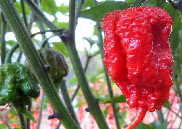 世界上最辣的辣椒，世界上最辣的五种辣椒（世界上最辣的10种辣椒）