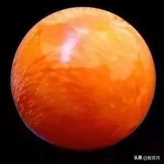 砗磲和白蝶贝，你只知道贝王砗磲