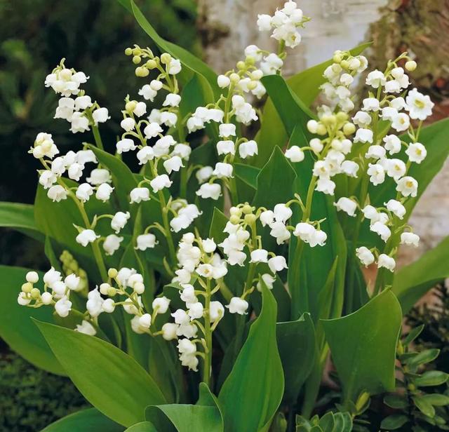 八种常见有毒花，这15种大毒花