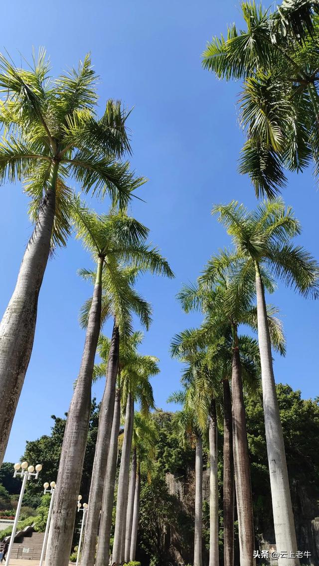 中山古镇湿地公园一日游，南头古城中山公园