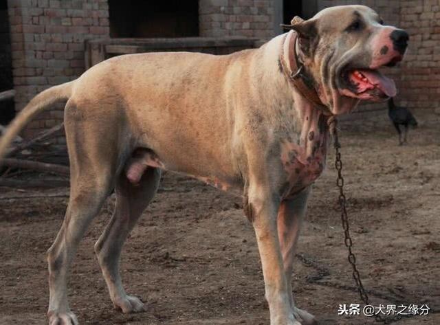最厉害的斗犬是哪种，作为斗犬中的“圣斗士”