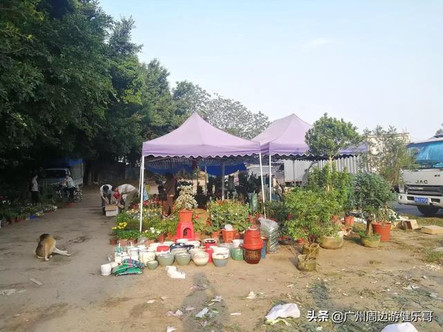 番禺化龙镇景区，快来pick你的“打卡点”吧