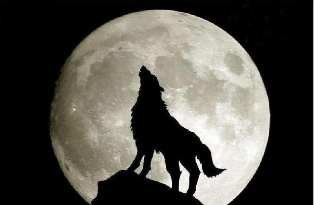 狗狗经常学狼叫是怎么回事，狗狗忽然学狼叫