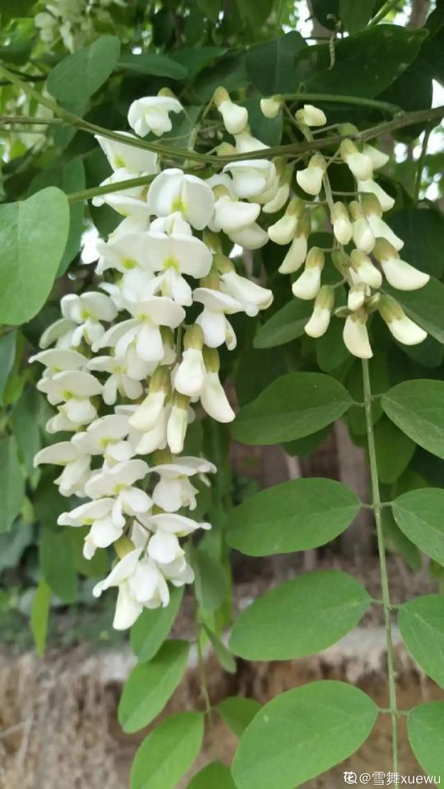 春夏秋冬四季什么花好看，这十种花几乎一年四季都开花