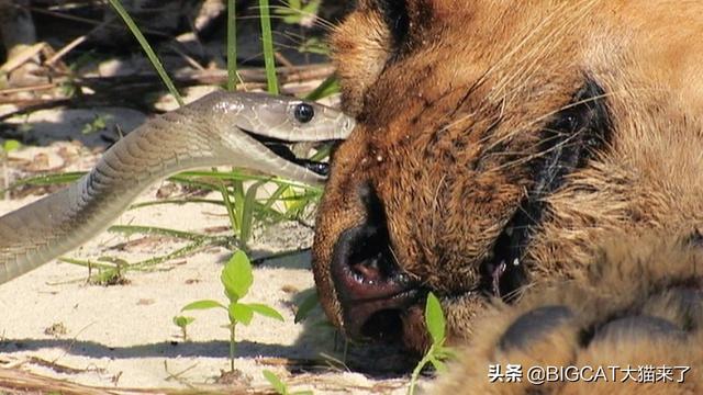 蛇怕猫还是猫怕蛇，猫对蛇有多可怕（科学分析猫为什么不害怕蛇）