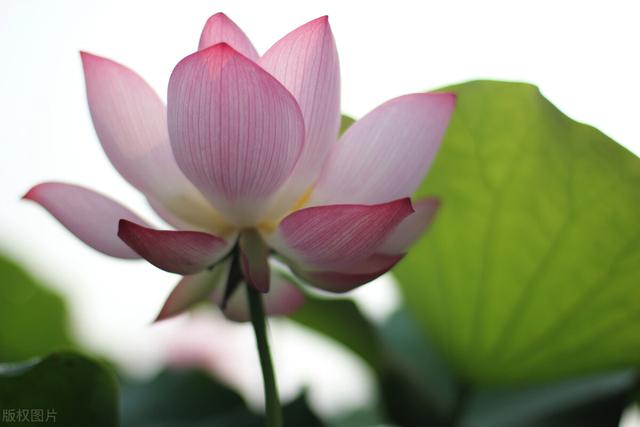 周敦颐的爱莲说原文全文，爱莲说的作者周敦颐