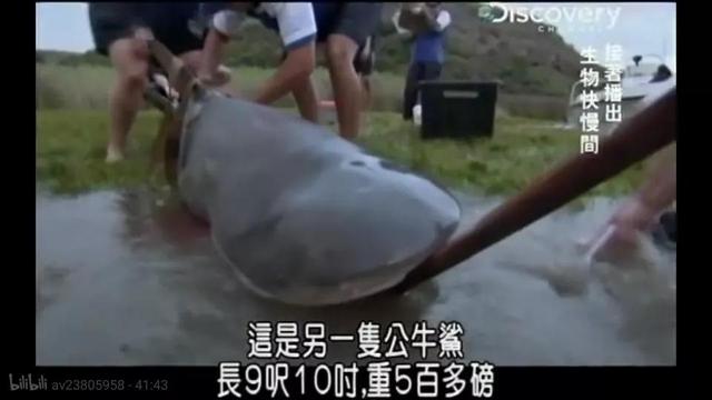 公牛真鲨百科介绍，死法最憋屈的动物