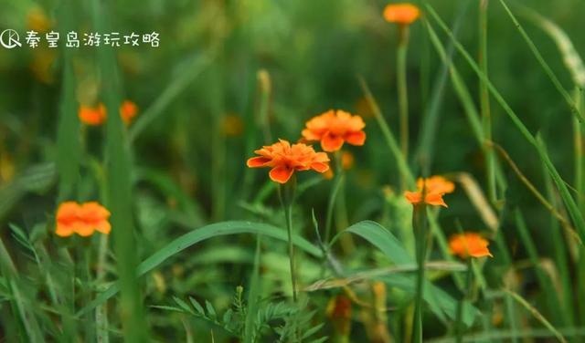 秦皇岛都有哪几所大学，秦皇岛这所可盐可甜的