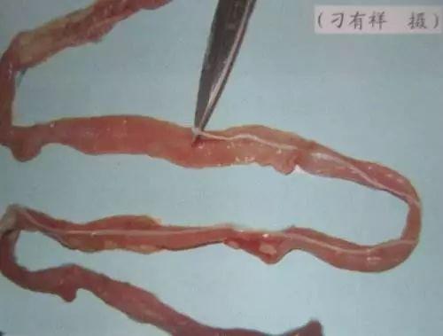 给羊驱虫时怎样尽量做到安全，春季给羊驱虫的正确方式