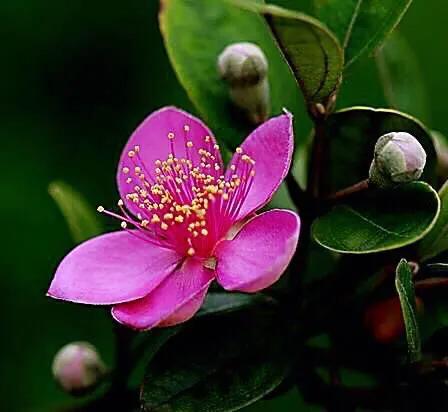 桃金娘花海，桃金娘夏日花开