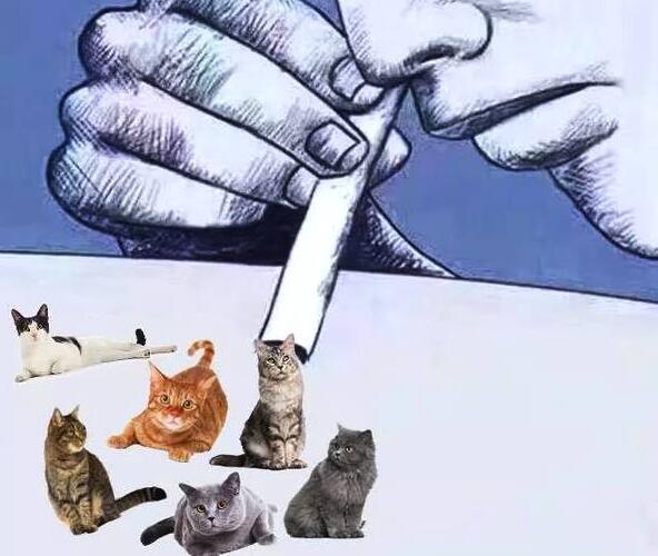 吸猫最正确的方法，现在吸猫一族越来越多